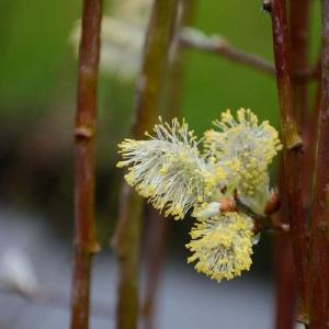 Salix caprea Kilmarnock (pendula) Footlocker Finishline Sale Online