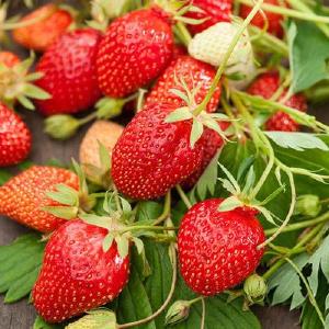 Strawberry Ostara Cheap Sale With Mastercard