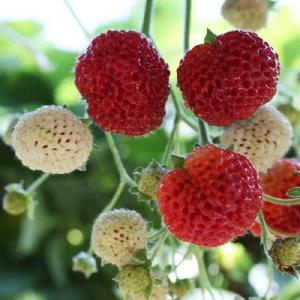 Strawberry Framberry Cheap Amazon