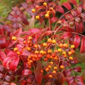Sorbus commixta Discount Manchester