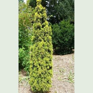 Taxus baccata David Affordable Cheap Pice