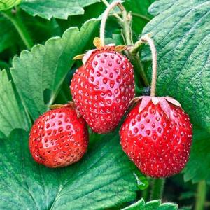 Strawberry Loran Cheap Sale Popular