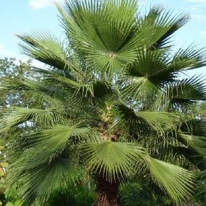 Washingtonia robusta Buy Cheap Release Dates
