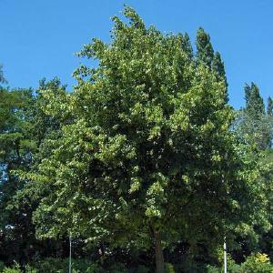 Tilia platyphyllos - Large leaved Lime Order