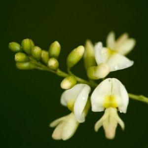 Sophora japonica Princeton Upright Sale Wiki