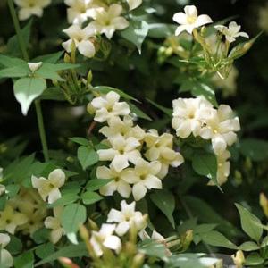 Jasminum officianale Clotted Cream Free Shipping 2025