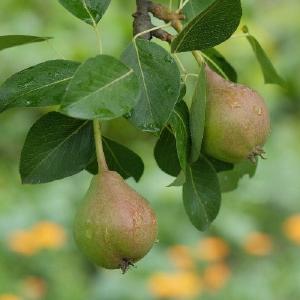 Pear Beurre Hardy Wiki Cheap Pice