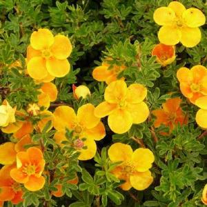 Potentilla fruticosa Tangerine Sale 2025 Unisex