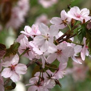 Prunus sargentii With Mastercard