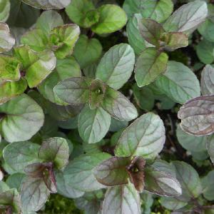 Mint, Chocolate Visit New Online