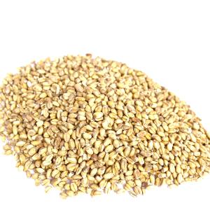 Wheat 1lb - Canada Cheap Sale Perfect
