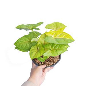 Syngonium lime soda Countdown Package Cheap Pice