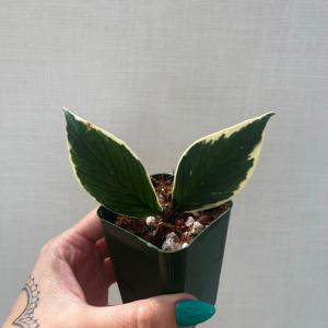Polyneura Albomarginata 2025 Newest Online