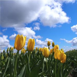 Tulp Muscadet Buy Cheap Explore