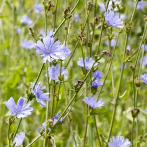 Wilde cichorei Buy Cheap For Cheap