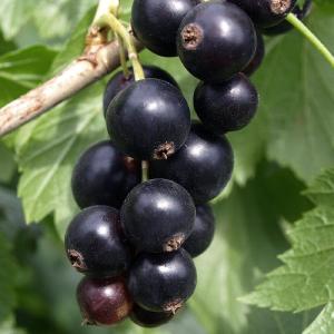 Zwarte Bes Little black Sugar Cheap For Nice