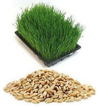 Wheatgrass Seed (JM Hard Wheat Grain) Free Shipping Cheap