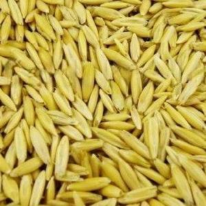 Whole Oats - Milford Produce Buy Cheap Reliable