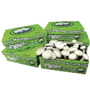 Mushroom Grow Kits - White Button Cheap Sale Genuine