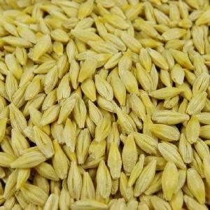 Barley (Whole Grain) Free Shipping Fashion Style
