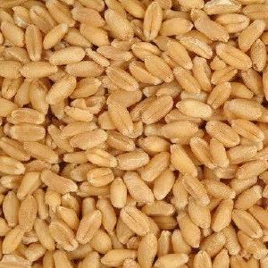 Durum Wheat 25kg Bag Newest Cheap Pice