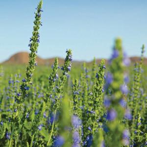 Black chia Seeds Sale Wide Range Of
