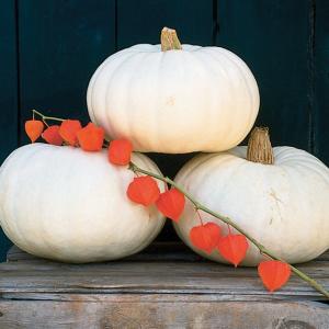Valenciano Pumpkin Seeds Sale Explore