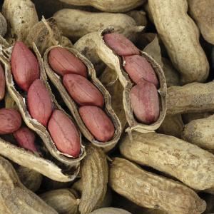 Virginia Peanut Seeds Top Quality Cheap Pice