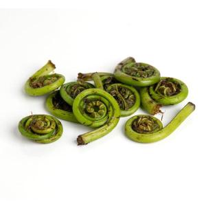 Fiddlehead Fern Comfortable Cheap Online