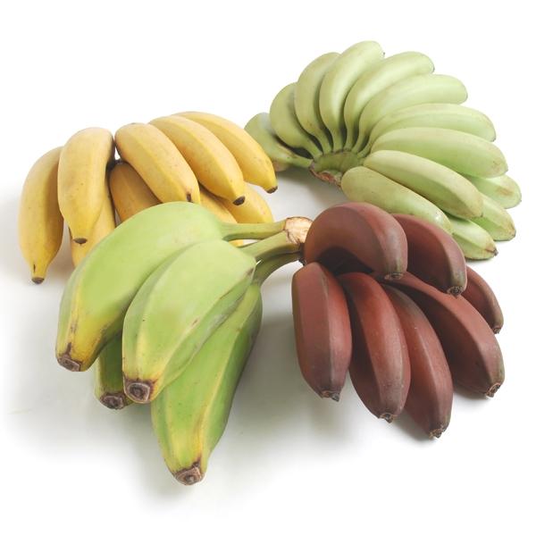 Banana Sampler Cheap Low Pice
