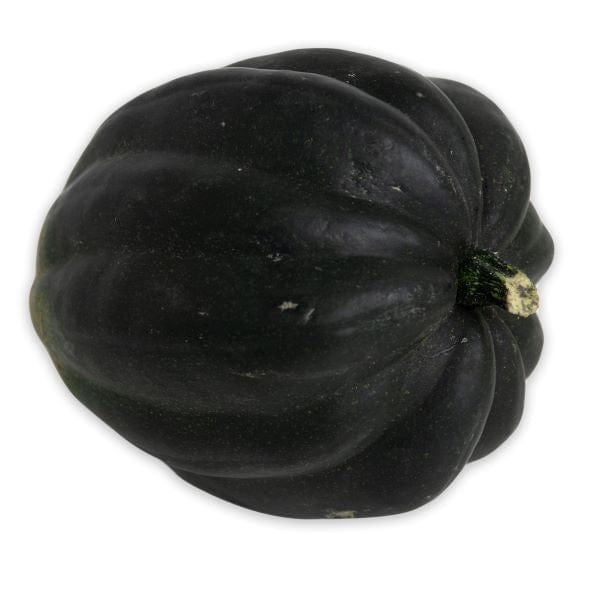Acorn Squash Outlet Locations