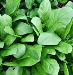 SS SPINACH OLYMPIA Cheap Discounts