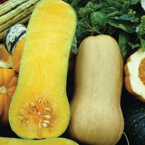 SQUASH BUTTERNUT Official