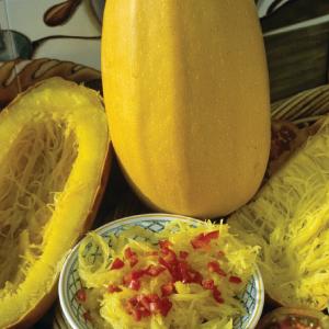 SQUASH VEGETABLE SPAGHETTI Buy Cheap Low Shipping Fee