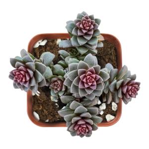 X Cremnosedum cv. Little Gem With Paypal Free Shipping