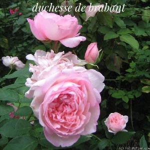 'Duchesse de Brabant' Tea Rose Sale Huge Surprise