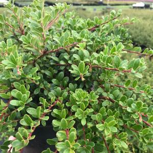 Kinnikinnick 'Massachusetts' Buy Cheap Free Shipping