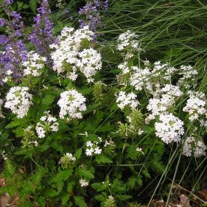 Verbena 'Snowflurry' Clearance Extremely