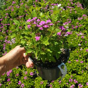 Verbena Perfecta Extremely Cheap Online