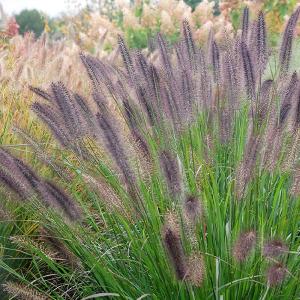 Ginger Love Fountain Grass Cost Cheap Online