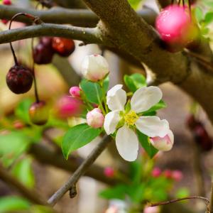 Donald Wyman Japanese Crabapple New For Sale