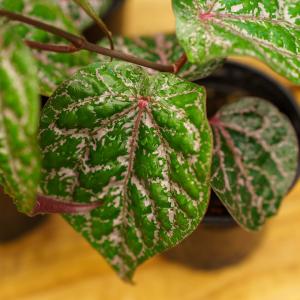 Celebes Pepper Clearance Marketable