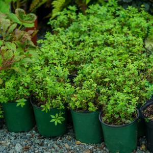 Sweet Woodruff Buy Cheap Manchester