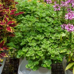 Cerveza 'n Lime Plectranthus Cheap Online Store