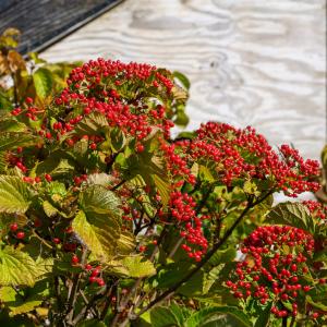 Cardinal Candy Linden Viburnum Sale Affordable