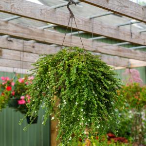 Water Hyssop Official Site Cheap Online
