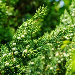 Trautman Juniper Footlocker Pictures Sale Online