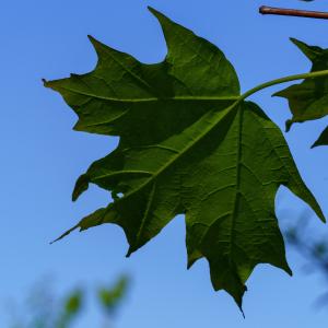 Sugar Maple Clearance From China