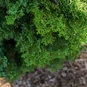 Split Rock Hinoki Cypress Free Shipping With Mastercard