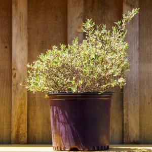 Vanilla Brandy Abelia Clearance Perfect